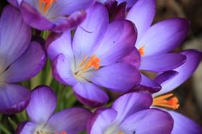 cute purple crocus flower
