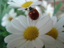 ladybug on a white flower