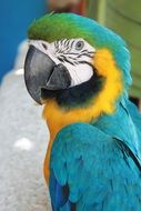 tropical yellow-blue macaw parrot