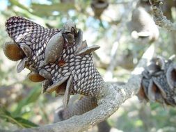 banksia follicles with seeds on branch