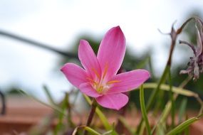 pink flower in autumn nature