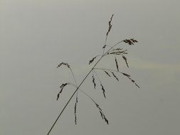 alone grass on a light background