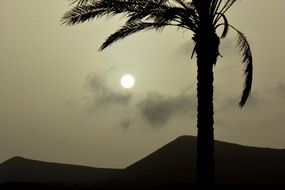 setting sun on the background of palm trees