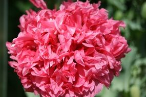 Natural pink poppy