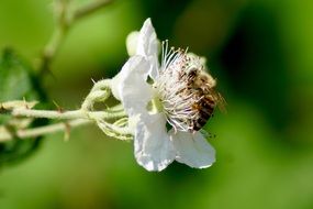 Macro photo of bee on a white blossom