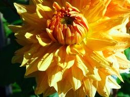 closeup of an yellow aster flower