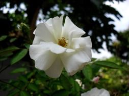 tropical white flower in indonesia
