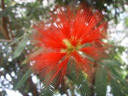 red flower with sharp petals