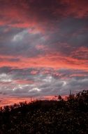 evening sky with pink glow over the trees
