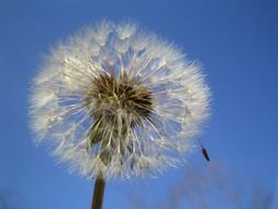 dandelion with seeds against the blue sky