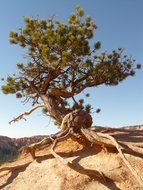 tree with a bare root on a rock