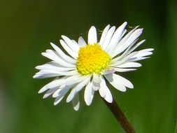 white daisy flower blossom close-up