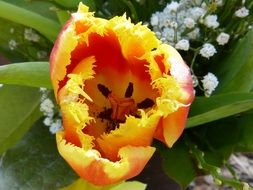orange tulip in a bouquet
