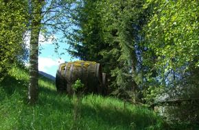 beer keg barrels in a green forest on a sunny day
