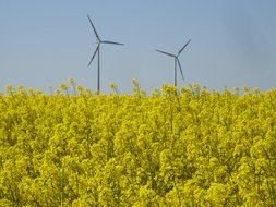 field of rapeseeds and windmill