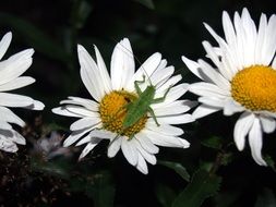 green grasshopper on white daisy