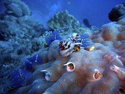 diversity of the underwater world