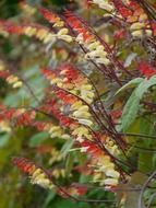 photo of the flowers