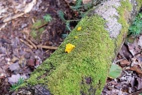 Moss on a wood in nature