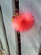 unusual flower on the fence