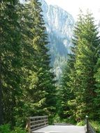 landscape of valley in forest in poland