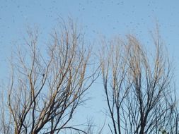 Thin tree branches on a background of clear sky