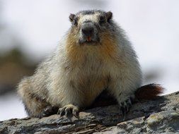 cute furry groundhog in the wild