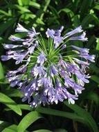 blooming decorative bells