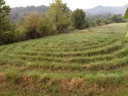 landscape of labyrinth on the grass field