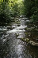 stream with calm water in the forest
