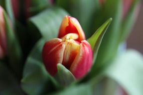 tulip bud macro, holland, netherlands