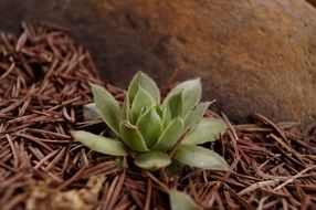 small plant among dry branches