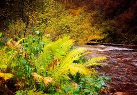 fern plant autumn