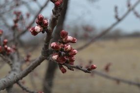 closeup photo of Red spring buds in bared branch