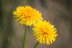 two yellow dandelions on the stems