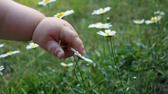 plump baby hand touches a daisy
