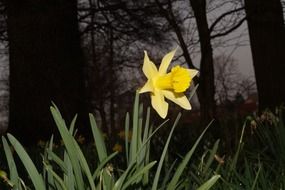 yellow narcissus In a garden at night