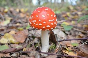 small red mushroom among dry leaves