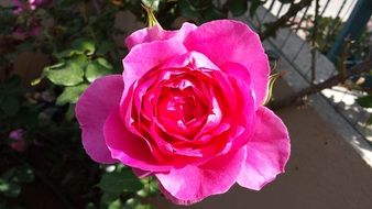 bright pink rose on a bush in the garden