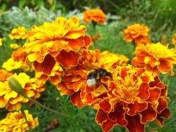 insect on lush bright orange flowers close-up