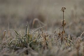 dry flower among the dry grass