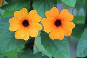 black-eyed Susan among the leaves