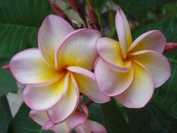 delightful beauty tropical flowers