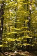 green deciduous forest in autumn