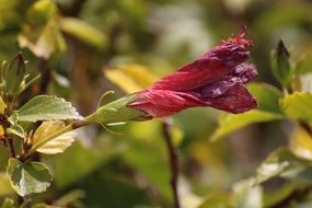 bush with chinese rose flower
