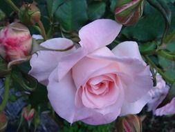 rose flowers in the bouquette