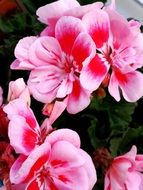pink geranium flowers on a bush