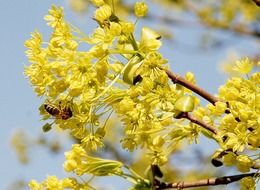 big bee on a yellow flowers in spring