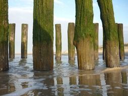 old wooden piles in water