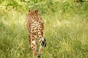 leopard in the wild in Africa